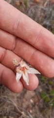 Tritonia flabellifolia