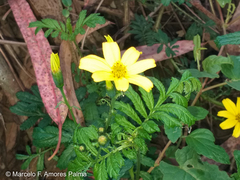Tagetes zypaquirensis