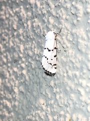 Grotella binda