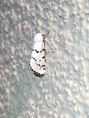 Grotella binda