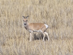 Procapra przewalskii