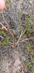 Tritonia flabellifolia