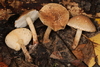 Echinoderma sp. 'IN07' - Photo (c) John Plischke, some rights reserved (CC BY-NC), uploaded by John Plischke