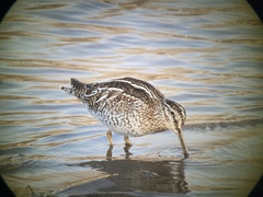 Gallinago solitaria