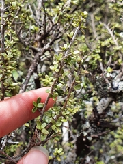 Coprosma decurva