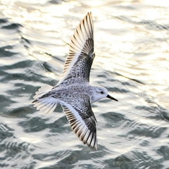 Sanderling photo 5