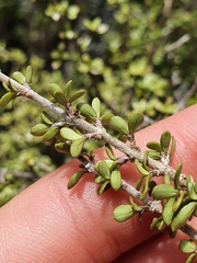 Coprosma decurva