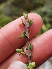 Coprosma decurva