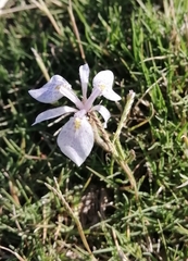 Moraea simulans