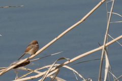 Sinosuthora webbiana