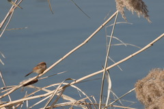 Sinosuthora webbiana