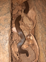 Uropeltidae