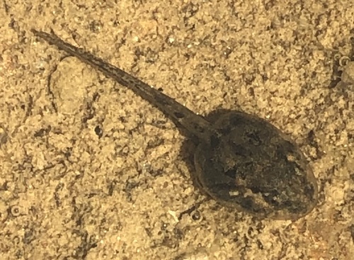 Common Eastern Froglet, photo 7 of 7