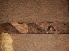 Uropeltidae