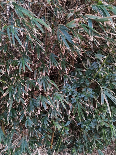 Semiarundinaria okuboi iNat (1)
