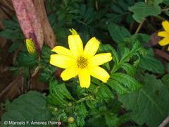 Tagetes zypaquirensis