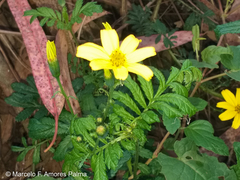 Tagetes zypaquirensis