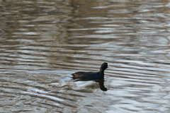 Fulica atra