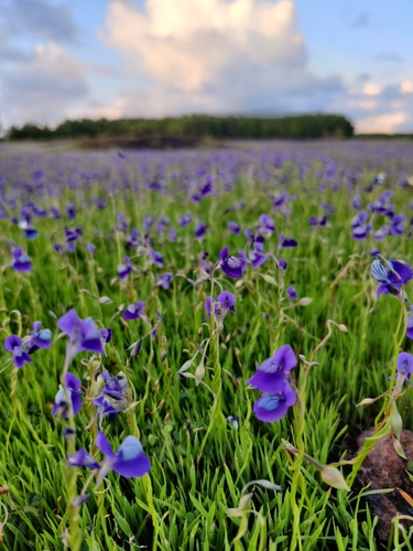 Image of Utricularia reticulata by no rights reserved