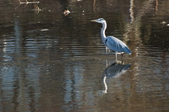 Ardea cinerea