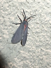 Pygarctia murina