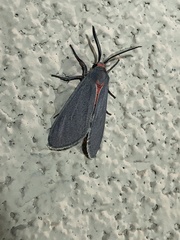 Pygarctia murina