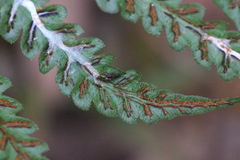 Woodwardia japonica