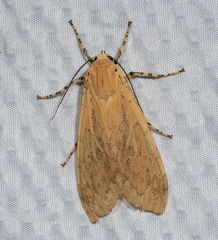 Halysidota leda