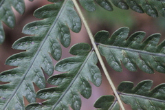Woodwardia japonica