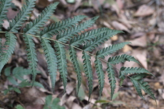 Woodwardia japonica