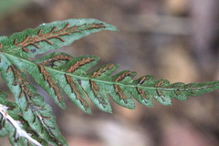 Woodwardia japonica