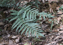 Woodwardia japonica
