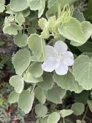 Pavonia dentata