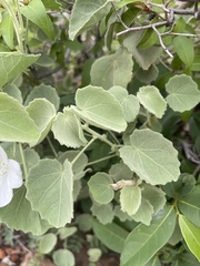 Pavonia dentata
