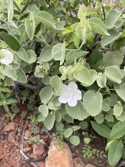 Pavonia dentata