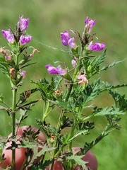 Teucrium daucoides