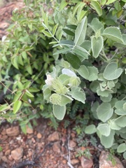 Pavonia dentata