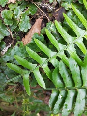 Polystichum acutidens