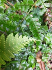 Polystichum acutidens