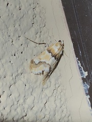 Pseudoschinia elautalis