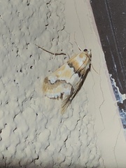 Pseudoschinia elautalis