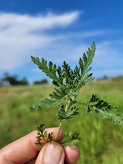 Teucrium daucoides