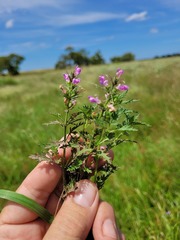 Teucrium daucoides