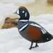 Harlequin Duck - Photo (c) Антон Виноградов, some rights reserved (CC BY-NC), uploaded by Антон Виноградов
