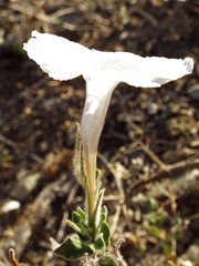 Ruellia hirsutoglandulosa