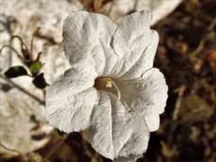 Ruellia hirsutoglandulosa