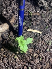 Hesperocnide tenella