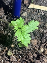 Hesperocnide tenella