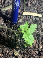 Hesperocnide tenella