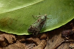Heteromicta tripartitella